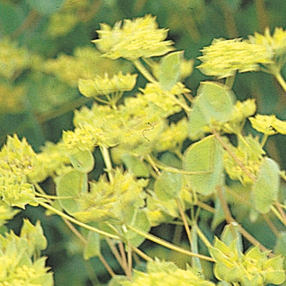 Picture of Bupleurum Griffiti