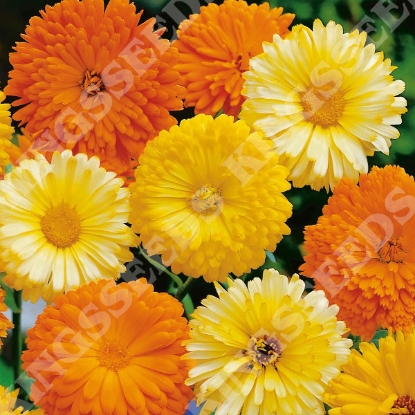 Picture of Calendula  Art Shades