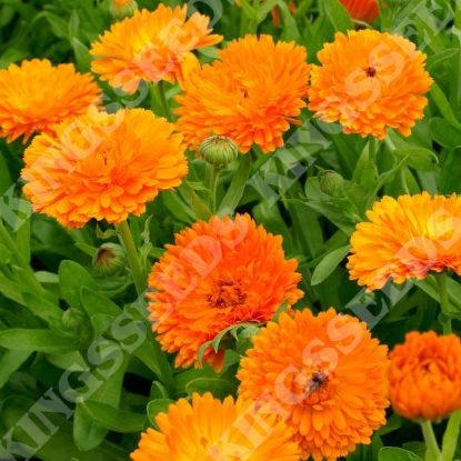 Picture of Calendula  Gypsy Festival