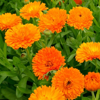 Picture of Calendula  Orange King