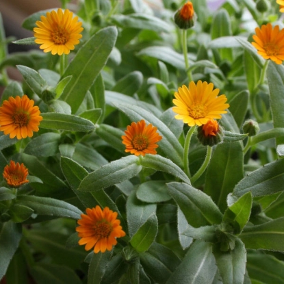 Picture of Calendula  Winter Sun