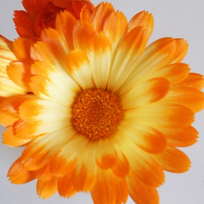 Picture of Calendula  Oopsy Daisy