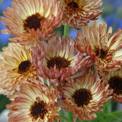 Picture of Calendula  Sherbet Fizz