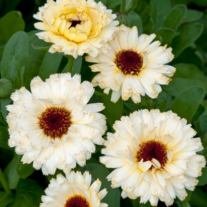 Picture of Calendula  Snow Princess