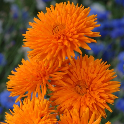 Picture of Calendula  Porcupine