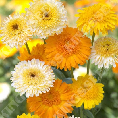 Picture of SALE - Calendula  Kinglet Formula Mixed