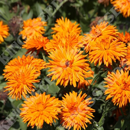 Picture of Calendula  Officinalis Calexis Orange