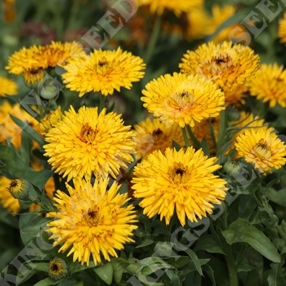 Picture of Calendula  Officinalis Calexis Yellow