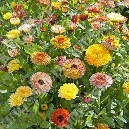 Picture of Calendula  Playtime Mix