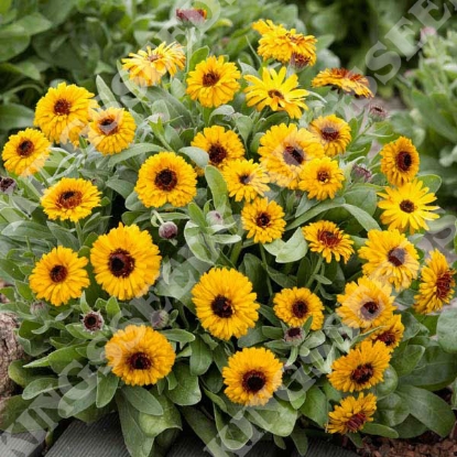 Picture of Calendula Bulls Eye