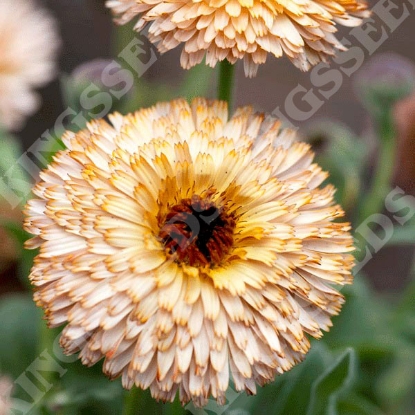 Picture of Calendula  Buff Pygmy