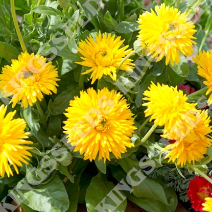 Picture of Calendula  Porcupine Yellow