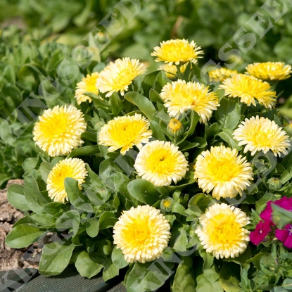 Picture of Calendula Double Lemon