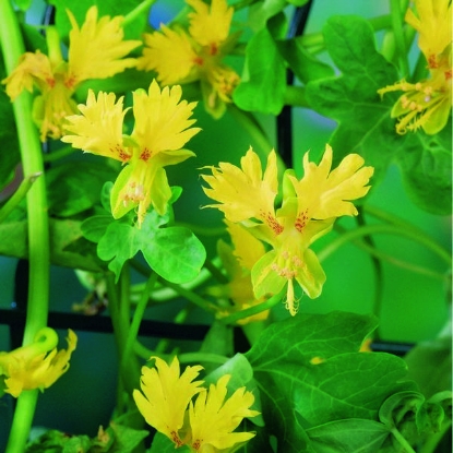 Picture of Canary Creeper  Tropaeolum peregrinum