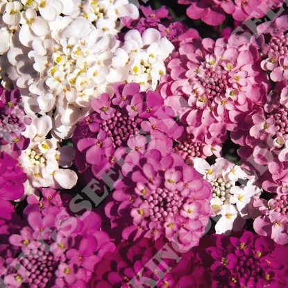 Picture of Candytuft  Spangles