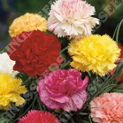 Picture of Carnation  Giant Chabaud