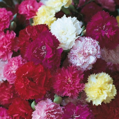 Picture of Carnation  Hardy Border Mixed