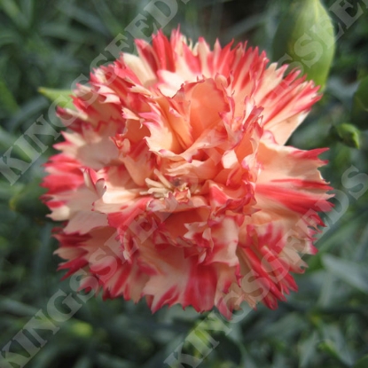 Picture of Carnation  Caryphyllus Orange Sherbet