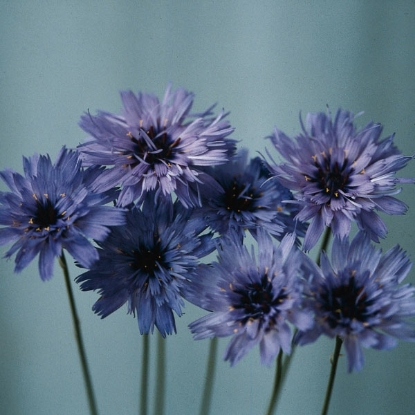 Picture of Catananche Caerulea Amor Blue