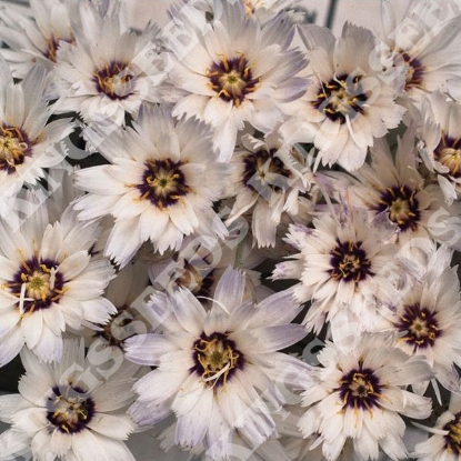 Picture of Catananche  Amor White