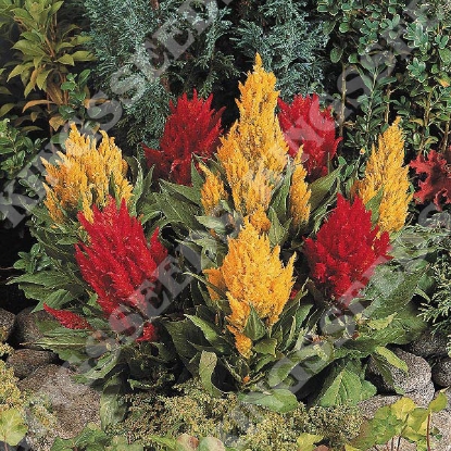 Picture of Celosia  Fresh Look Mix