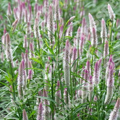 Picture of Celosia  spicata Sharon