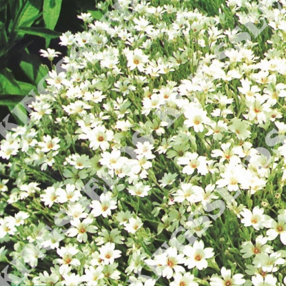 Picture of Cerastium Tomentosum