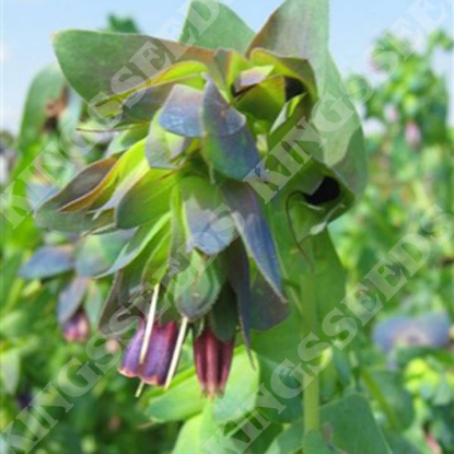 Picture of Cerinthe  Major Purpurascens