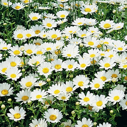 Picture of Chrysanthemum  Snowland