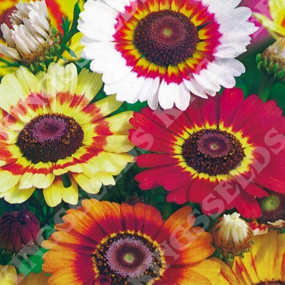 Picture of Chrysanthemum  Rainbow