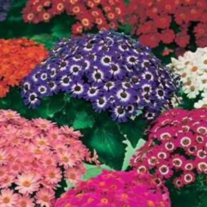 Picture of Cineraria  Excelsior