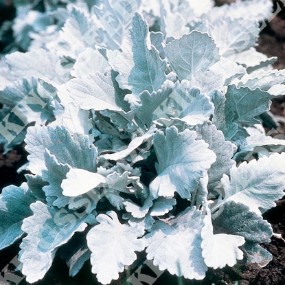 Picture of Cineraria  Cirrus