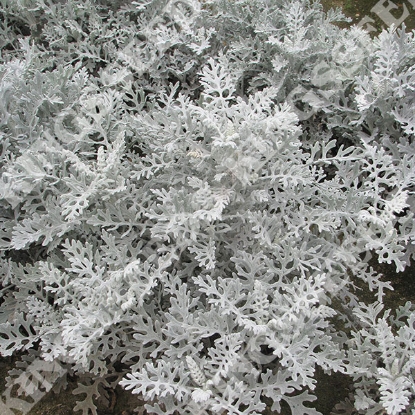 Picture of Cineraria  Silver Dust