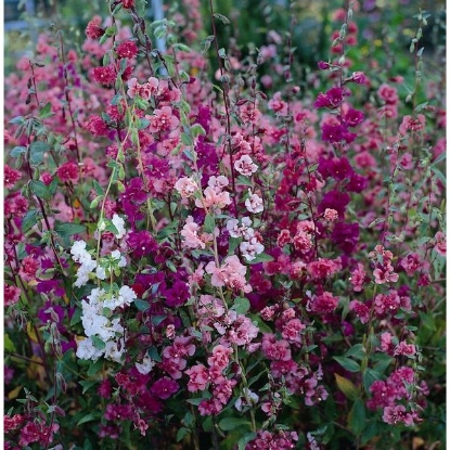 Picture of Clarkia  Double Delight