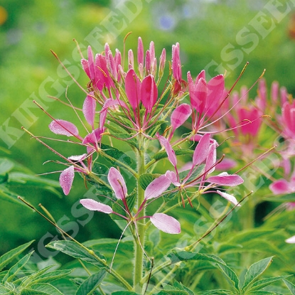 Picture of Cleome  Cherry Queen