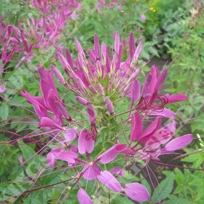 Picture of Cleome  Violet Queen