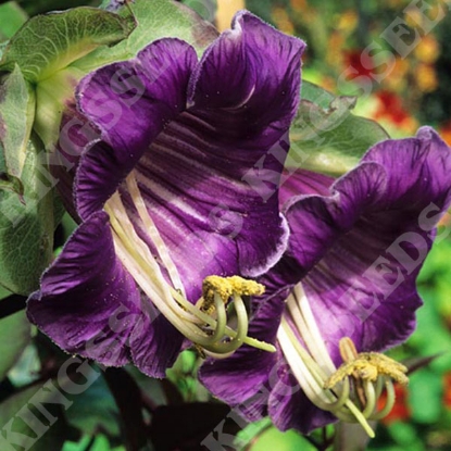 Picture of Cobaea scandens Purple