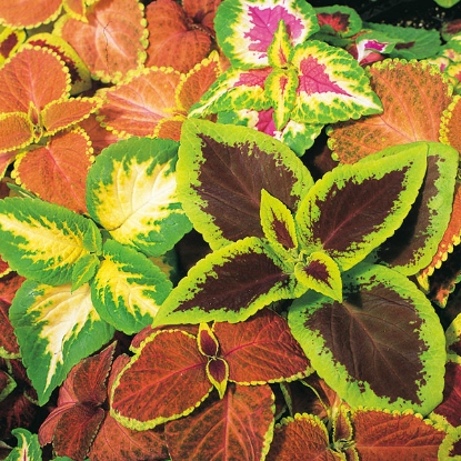 Picture of Coleus  Top Crown