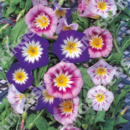 Picture of Convolvulus  Minor Tricolour