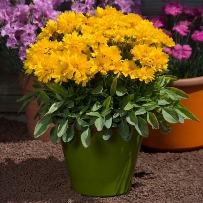 Picture of Coreopsis grandiflora Presto