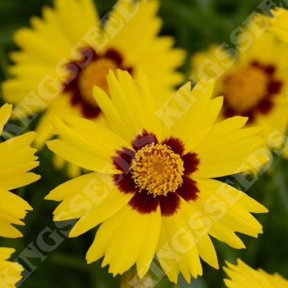 Picture of SALE - Coreopsis  Grandiflora Sunkiss