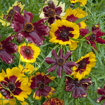 Picture of Coreopsis  hybrida Incredible Dwarf Mix