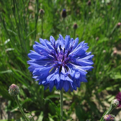 Picture of Cornflower  Double Blue