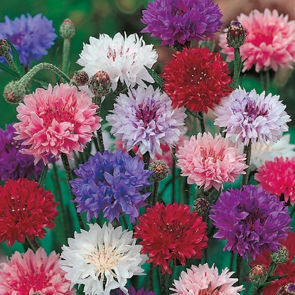 Picture of Cornflower  Double Mixed