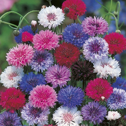 Picture of Cornflower  Polka Dot Mixed