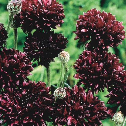 Picture of Cornflower  Black Ball