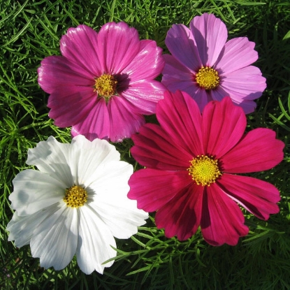 Picture of Cosmos  Sensation Mixed