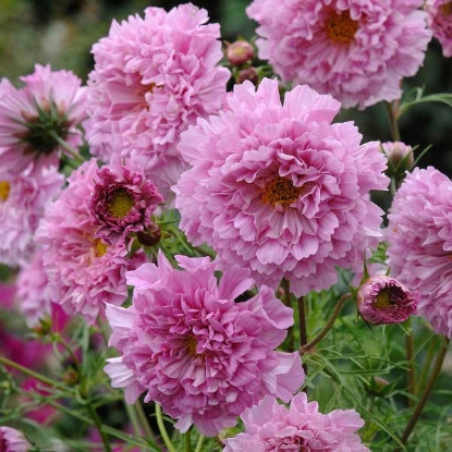 Picture of Cosmos   Double Click Rose Bon Bon