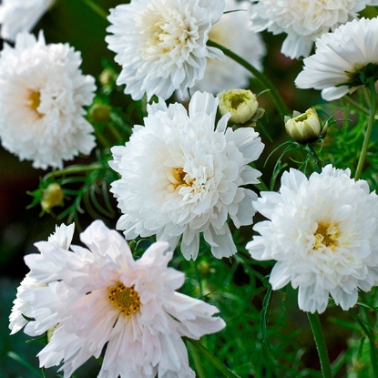 Picture of Cosmos  Double Click Snowpuff