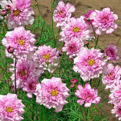 Picture of Cosmos  Double Click Bicolor Pink